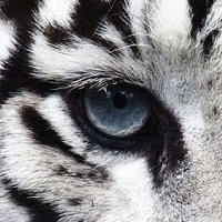 Joe Tiger Photo 25